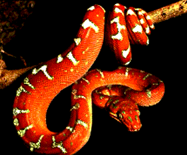serpent boa
