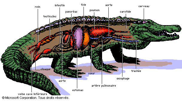Résultat de recherche d'images pour "anatomie crocodile"